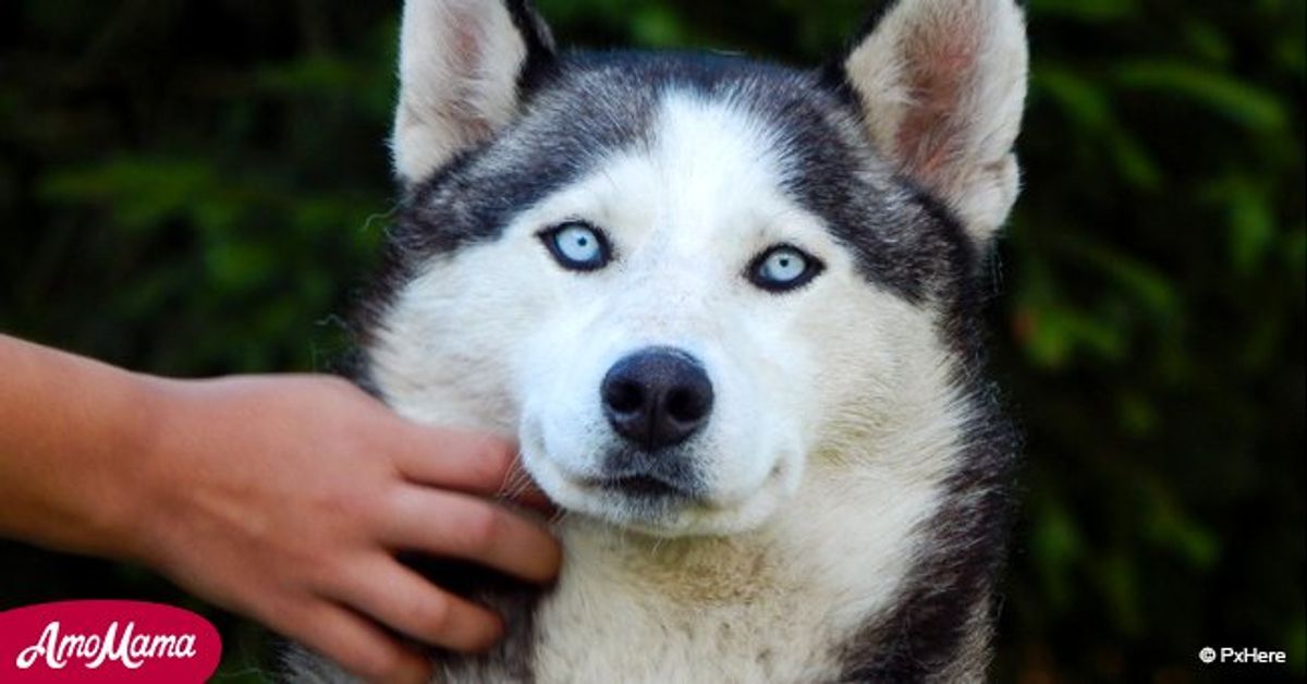 L Histoire Incroyable D Un Chien Retrouv Km De Sa Maison Mois