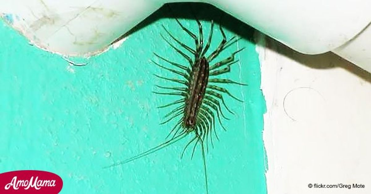 Voilà pourquoi vous ne devriez jamais tuer ou écraser un millepattes si vous en trouvez un chez