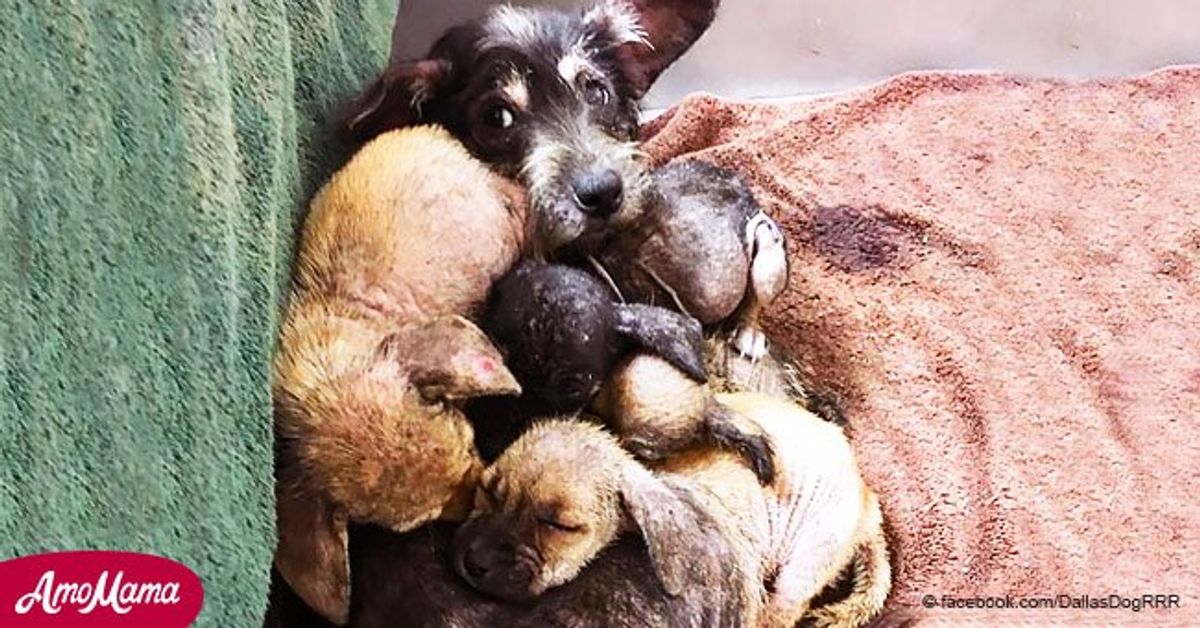 Une chienne malade dans le refuge a protégé ses chiots jusqu