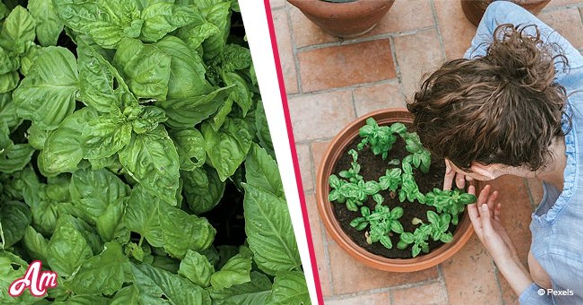 Cultiver du basilic à la maison : instructions étape par étape faciles
