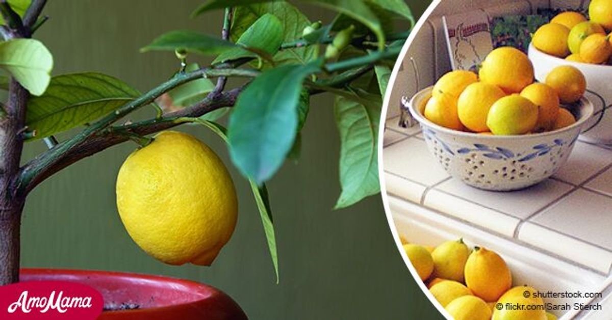 Citrons : un moyen facile de faire pousser son propre citronnier à la